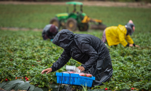photo of three farmworkers in a field, all wearing raincoats and on their knees so they can pick strawberries in the rain; a tractor sits idle in the background